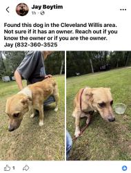 Found/Stray Male Dog last seen Cleveland Willis area., Willis, TX 77378