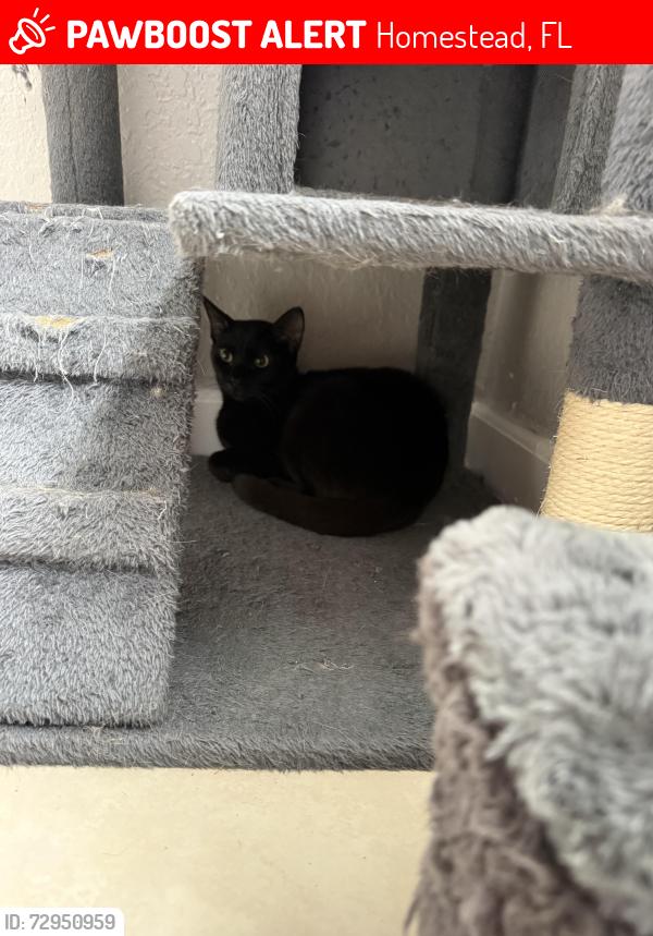 Lost Female Cat last seen Fiji, Homestead, FL 33033