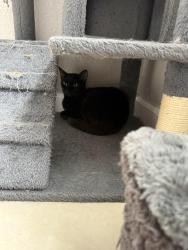Lost Female Cat last seen Fiji, Homestead, FL 33033