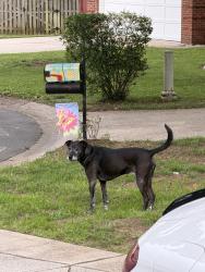 Reunited Male Dog last seen Hanway Ct, Charlotte, NC 28273, USA, Charlotte, NC 28273