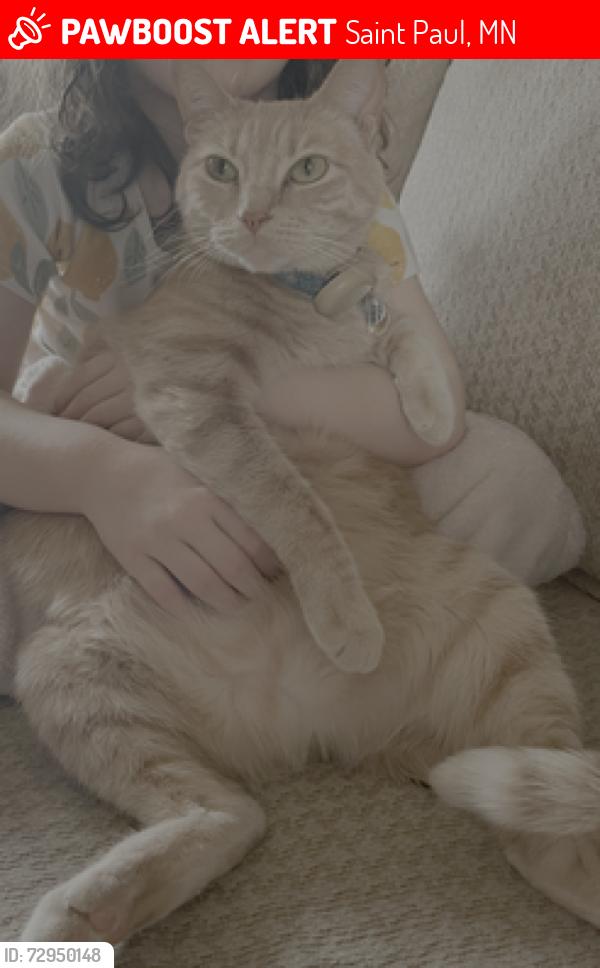 Lost Female Cat last seen Jessamine & Weide, Arlington Hills Neighborhood , Saint Paul, MN 55106