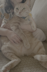 Lost Female Cat last seen Jessamine & Weide, Arlington Hills Neighborhood , Saint Paul, MN 55106