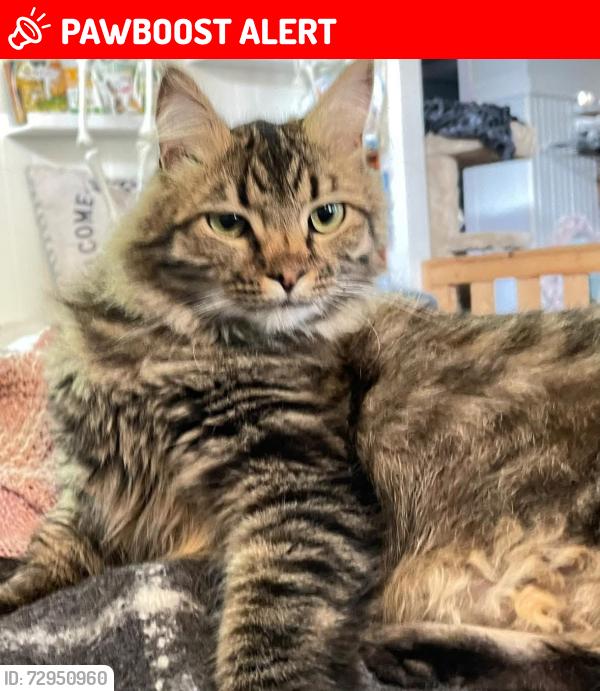 Lost Male Cat last seen Queens street, New Westminster, BC V3M 1S2