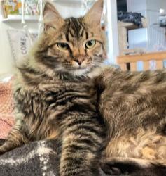 Lost Male Cat last seen Queens street, New Westminster, BC V3M 1S2