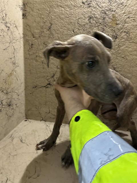 Shelter Stray Male Dog last seen MCNEELY LAKE PARK, Watterson Park, KY 40218