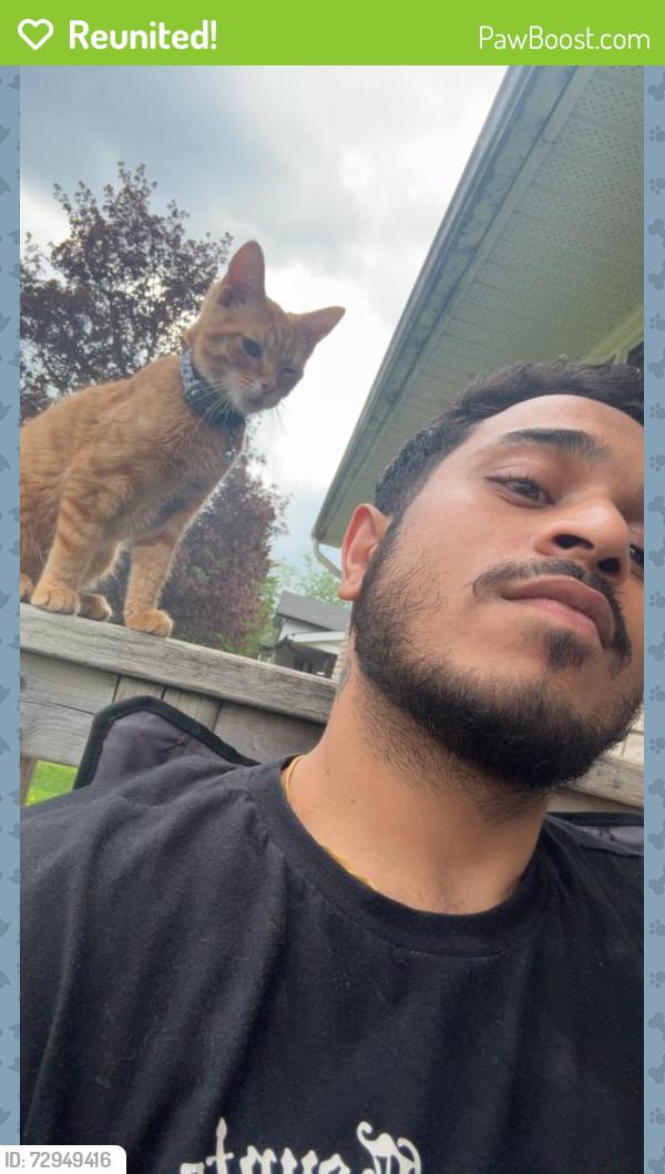 Reunited Male Cat last seen Big bay point and Yonge , Barrie, ON L4N 4H2