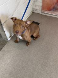 Shelter Stray Female Dog last seen Near BLOCK SANTO ANTONIO DRIVE, San Bernardino, CA 92401