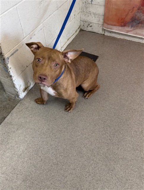 Shelter Stray Female Dog last seen Near BLOCK SANTO ANTONIO DRIVE, San Bernardino, CA 92401