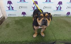 Shelter Stray Female Dog last seen , Orlando, FL 32839
