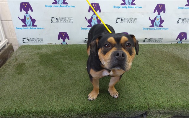 Shelter Stray Female Dog last seen , 2769 Conroy Rd, Orlando, FL 32839, USA