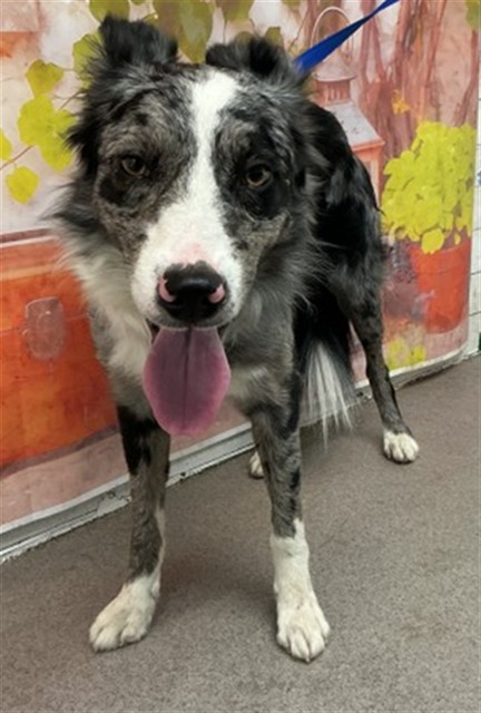 Shelter Stray Male Dog last seen W CAMPANA CT & N ALTISSIMO LN, COLTON, CA, 92324, San Bernardino, CA 92401