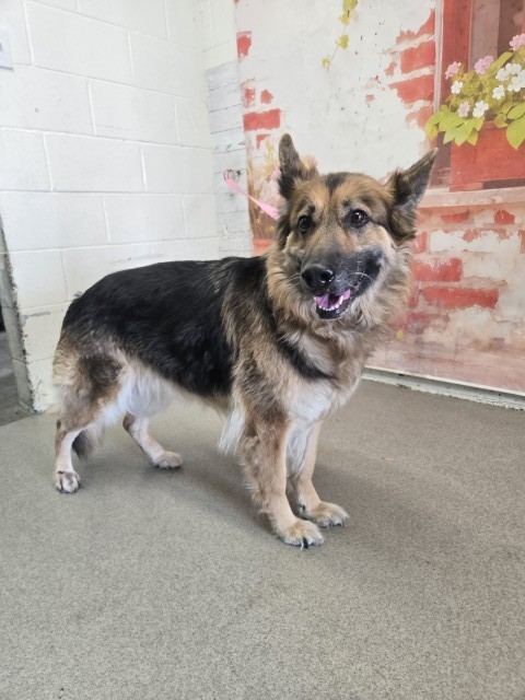 Shelter Stray Female Dog last seen S E ST X W ORANGE SHOW LN, San Bernardino, CA 92401