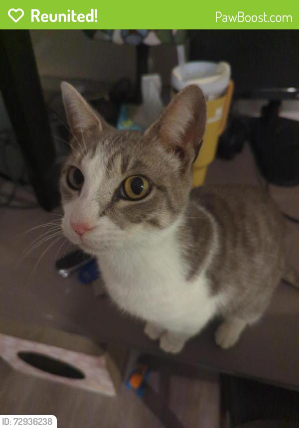 Reunited Female Cat last seen Louvinia Dr, Tallahassee, FL 32311
