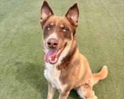 Shelter Stray Male Dog last seen , Los Angeles, CA 90025