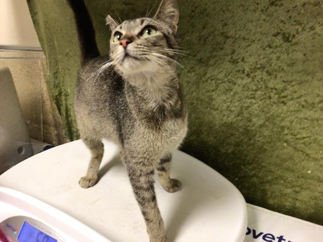 Shelter Stray Female Cat last seen Near BLOCK 12TH ST, RIVERSIDE CA 92507, Jurupa Valley, CA 92509