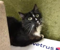 Shelter Stray Male Cat last seen Near BLOCK MEDALLION PL, RIVERSIDE, CA, Jurupa Valley, CA 92509