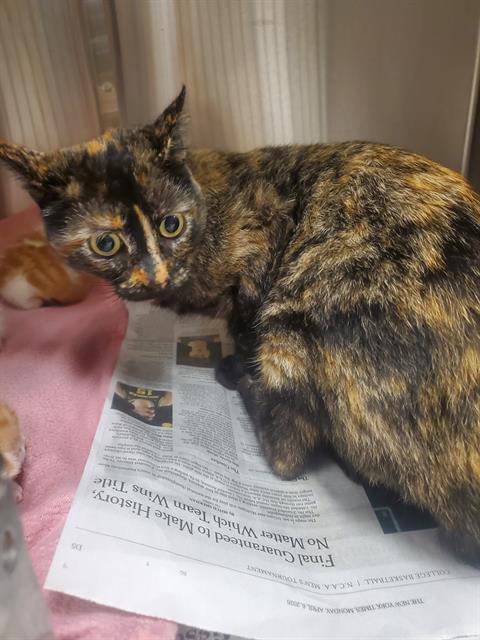 Shelter Stray Female Cat last seen Near BLOCK BRAVO DR,63136, Olivette, MO 63132