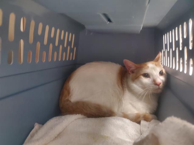 Shelter Stray Male Cat last seen Near BLOCK BRAVO DR,63136, Olivette, MO 63132