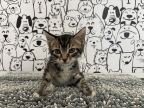 Shelter Stray Male Cat last seen , San Pedro, CA 90731