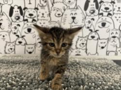 Shelter Stray Female Cat last seen , San Pedro, CA 90731