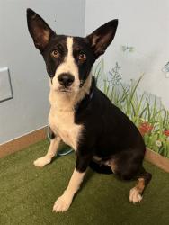 Shelter Stray Female Dog last seen , Lake Los Angeles, CA 93550