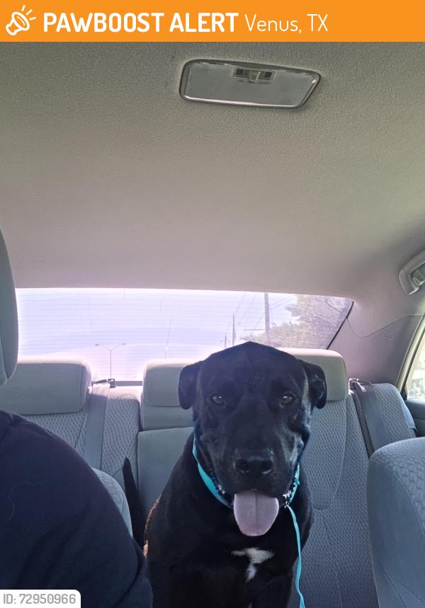 Found/Stray Male Dog last seen Near Hardy St, Venus, TX 76084, Venus, TX 76084