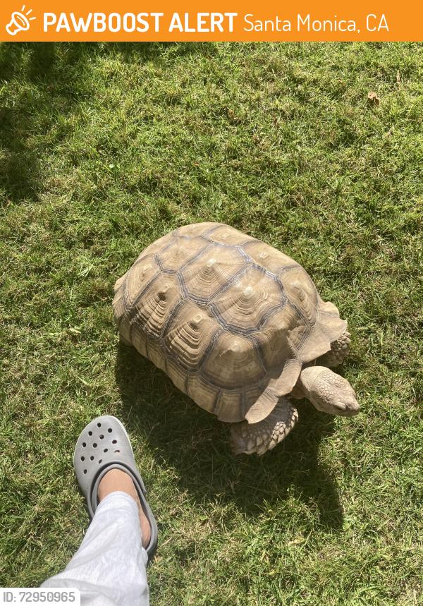Found/Stray Unknown Other last seen 1&th / ocean park, Santa Monica, CA 90404