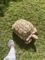 Found/Stray Unknown Other last seen 1&th / ocean park , Santa Monica, CA 90404