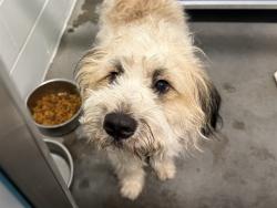 Shelter Stray Male Dog last seen ROBIE AVE / CENTER ST, MOUNT DORA, Deer Island, FL 32778