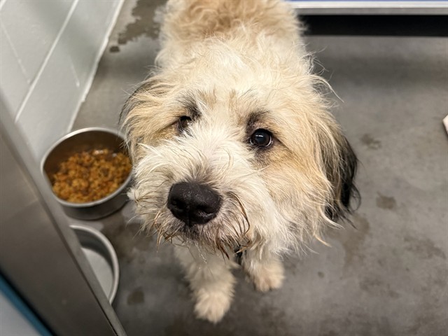 Shelter Stray Male Dog last seen ROBIE AVE / CENTER ST, MOUNT DORA, Deer Island, FL 32778