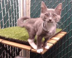 Shelter Stray Female Cat last seen , Downey, CA 90242