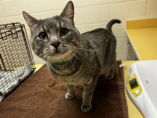 Shelter Stray Male Cat last seen Near BLOCK BRIGHT VW, COLORADO SPRINGS CO 80908, Colorado Springs, CO 80905