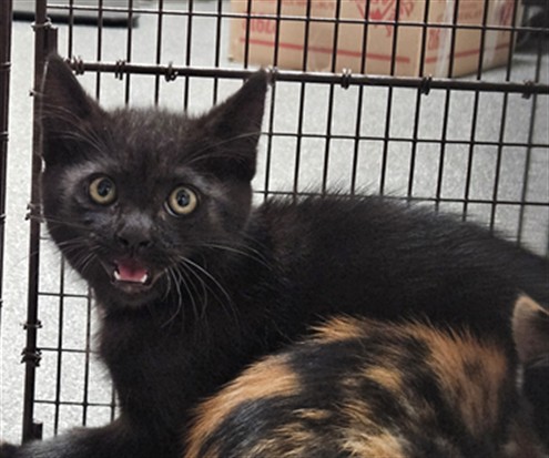 Shelter Stray Male Cat last seen , Los Angeles, CA 90031