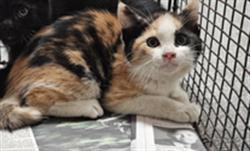 Shelter Stray Female Cat last seen , Los Angeles, CA 90031