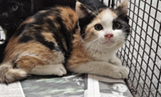 Shelter Stray Female Cat last seen , Los Angeles, CA 90031