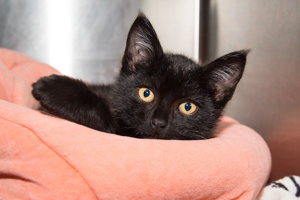 Shelter Stray Male Cat last seen 16TH/BROADWAY, Santa Monica, CA 90404