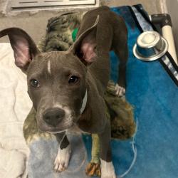 Shelter Stray Female Dog last seen WATSON RD, YUMA RD, Phoenix, AZ 85008
