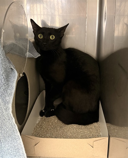 Shelter Stray Female Cat last seen , Castaic, CA 91384
