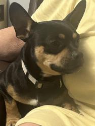 Lost Male Dog last seen Ford and mlk, Fort Myers, FL 33916