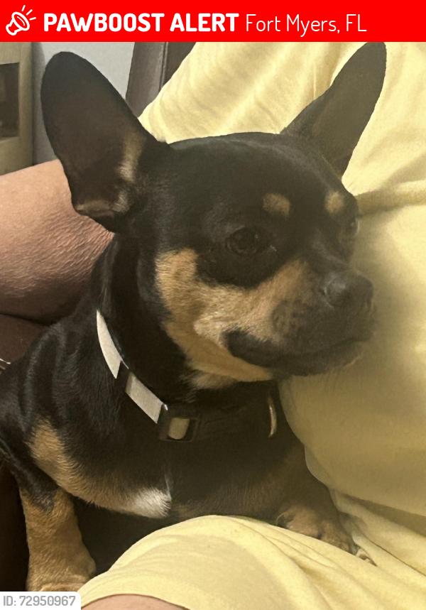 Lost Male Dog last seen Ford and mlk, Fort Myers, FL 33916