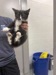 Shelter Stray Male Cat last seen Near , Indianapolis, IN 46221