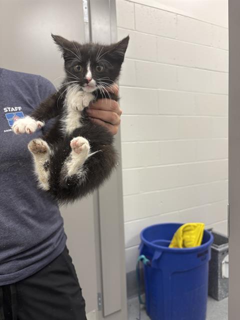 Shelter Stray Male Cat last seen Near , Indianapolis, IN 46221