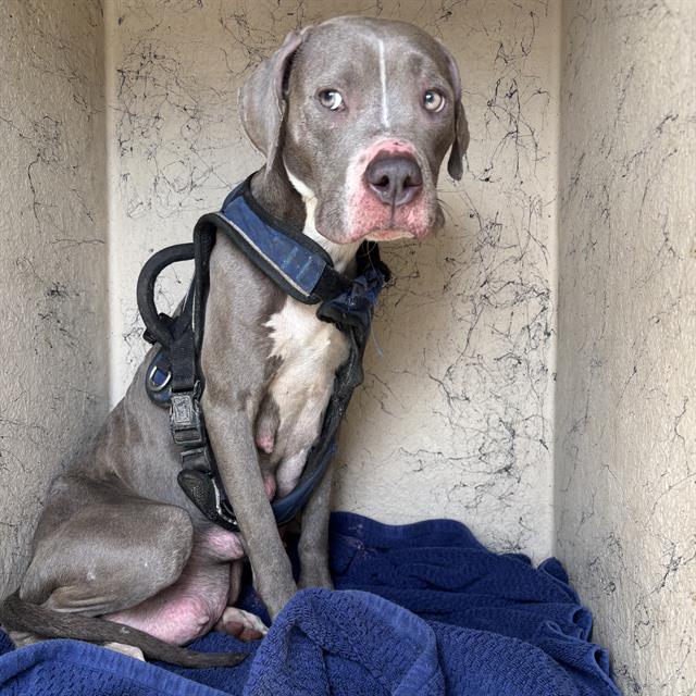 Shelter Stray Female Dog last seen Near , Indianapolis, IN 46221