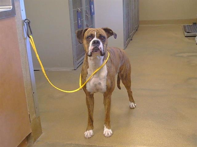 Shelter Stray Female Dog last seen FAIR OAKS BLVD/EL CAMINO AVE, 95608, Sacramento, CA 95827