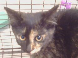 Shelter Stray Female Cat last seen LUSK DR/AVALON DR, 95864, Sacramento, CA 95827