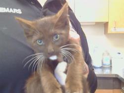 Shelter Stray Male Cat last seen LUSK DR/AVALON DR, 95864, Sacramento, CA 95827
