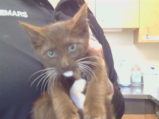 Shelter Stray Male Cat last seen LUSK DR/AVALON DR, 95864, Sacramento, CA 95827