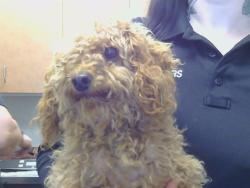 Shelter Stray Male Dog last seen HEATHCLIFF DR/BROOKGLEN WY, 95608, Sacramento, CA 95827