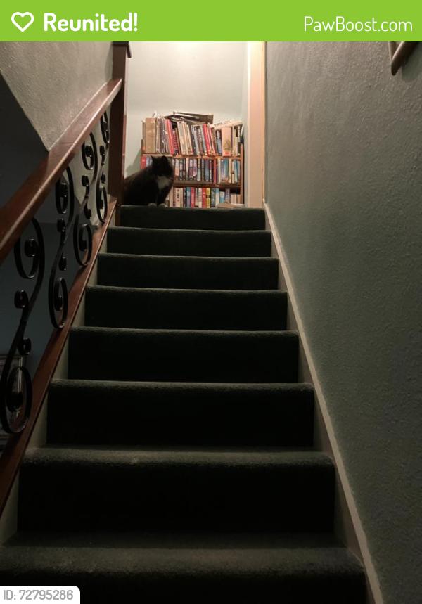 Reunited Male Cat last seen LE12 7AH , Mountsorrel, England LE12