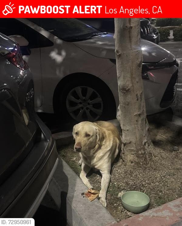 Lost Male Dog last seen Central 90001 , Los Angeles, CA 90003